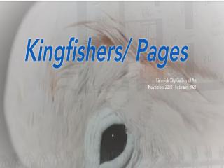Kingfisher pages 